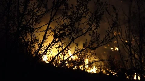 Forest fire Stock-Footage 273471115