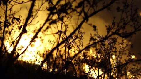Forest fire Stock-Footage 273471194