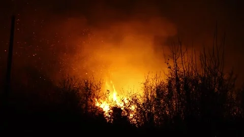 Forest fire Stock-Footage 273471849