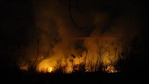 Forest fire Stock-Footage 273477040
