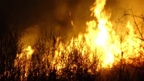 Forest fire Stock-Footage 273477077