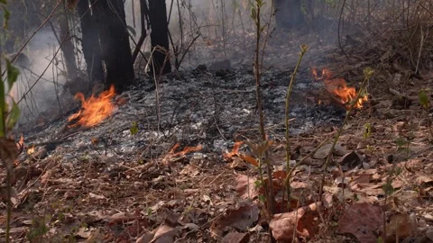 Forest Fire Stock Footage 283812891