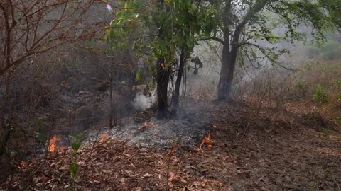 Forest Fire Stock Footage 283812944