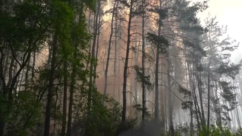 Forest fire. Forest coniferous litter is burning. Thick smoke rises over the Video stock 276852536