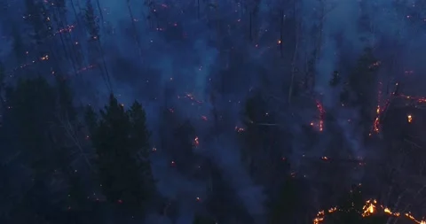 Forest fire. The forest is on fire. Irkutsk region. Stock Footage 165020676