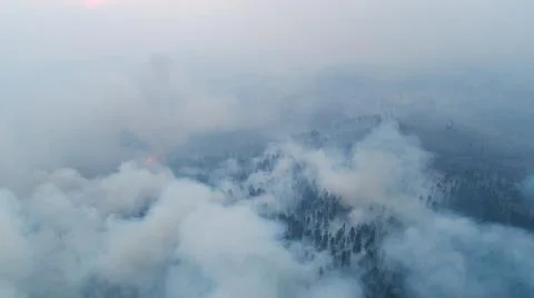Forest fire. The forest is on fire. Irkutsk region. Stock Photos