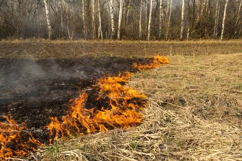 Forest fire, grass burning in the field. Dangerous fire Stock Photos