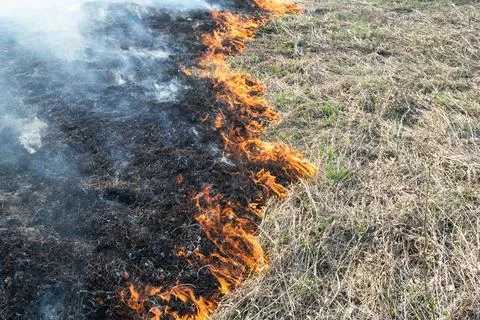Forest fire, grass burning in the field. Dangerous fire Stock Photos
