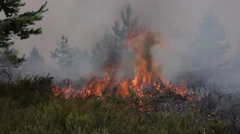 Forest fire in heather woods Stock Footage 58400148