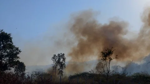 Forest Fire with heavy smoke in late evening silhouette. Stock Footage 103510065