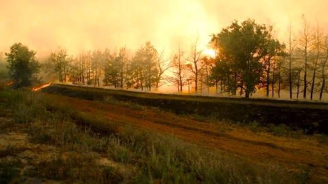 Forest fire, heavy smoke. Natural disaster Video stock 270305412
