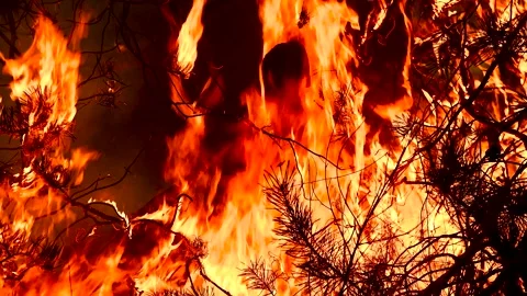 Forest fire, heavy smoke. Natural disaster Видео 271027088