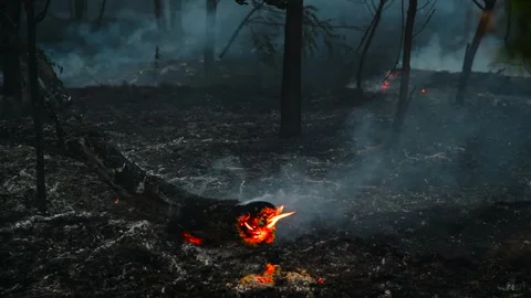 Forest fire, heavy smoke. Natural disaster Video stock 271027115