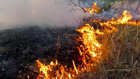 Forest fire, heavy smoke. Natural disaster Stock Footage 271027634