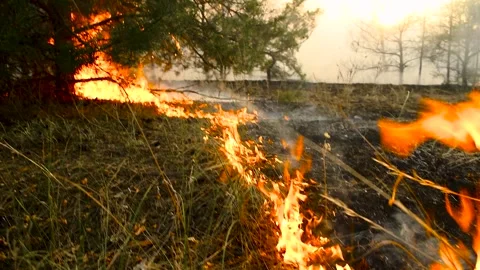 Forest fire, heavy smoke. Natural disaster Video stock 272298696