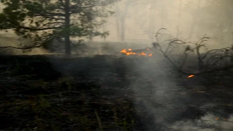 Forest fire, heavy smoke. Natural disaster 库存影片 272298736
