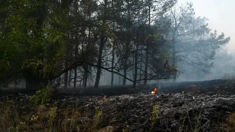 Forest fire, heavy smoke. Natural disaster 库存影片 272298899