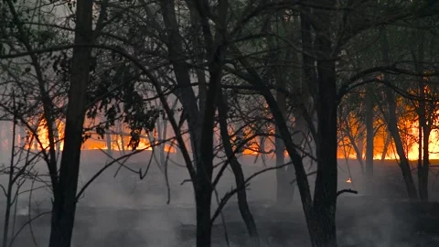 Forest fire, heavy smoke. Natural disaster Vídeos de archivo 272298908