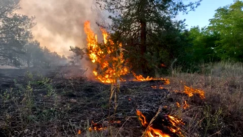 Forest fire, heavy smoke. Natural disaster Stock Footage 329871153
