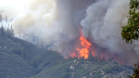 Forest Fire Huge Flames and Black Smoke Stock Footage 74278142