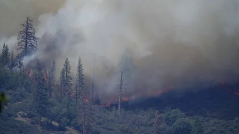 Forest Fire Huge Flames and Smoke Close Up Stockbeeldmateriaal 74278522
