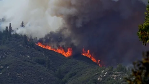 Forest Fire Huge Flames and Smoke Close Up Stock Footage 74278549