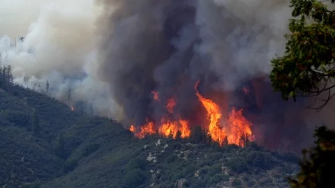 Forest Fire Huge Flames Black Smoke Stock Footage