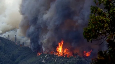 Forest Fire Huge Flames Black Smoke Stock Footage 74275582