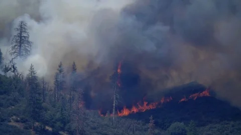 Forest Fire Huge Flames Black Smoke Stock Footage 74275639