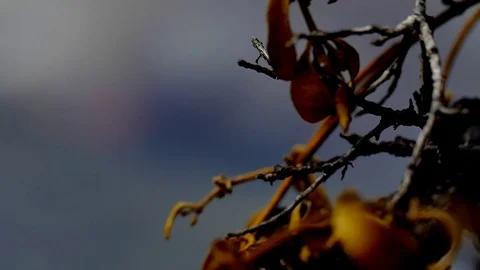 Forest Fire Huge Flames Rack Focus Stockbeeldmateriaal 74277515