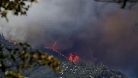 Forest Fire Huge Flames Rack Focus 2 Stock Footage 74277536