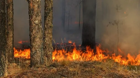 Forest fire is ignited by the wind. Stock Footage 152058170