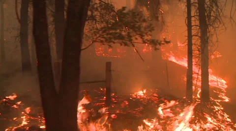 FOREST FIRE LARGE DOLLY MOVING SHOT FLAMES TREES SMOKE HD Vidéo 28074226