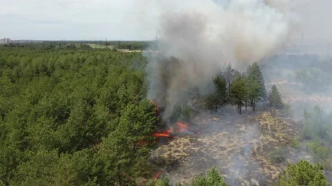Forest fire. Large smoke clouds and fire spread. Amazon and siberian wildfires.  Vídeos de archivo 130439310