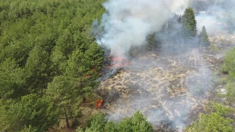 Forest fire. Large smoke clouds and fire spread. Amazon and siberian wildfires.  動画素材 130439991