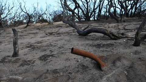 Forest Fire leftovers Stock Footage 94255009