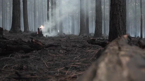 Forest Fire with Log Burning | Smoke | Climate Change | Disaster Area | HD Stock Footage 169724509