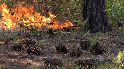 Forest fire, Longleaf Pine forest, SE USA Stock Footage 79311474