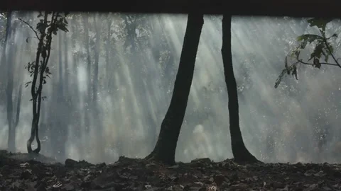 Forest fire with a lot of smoke Video stock 150479496