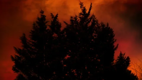Forest Fire Makes Sky Glow With Trees Moving In The Wind Stock Footage 264114984