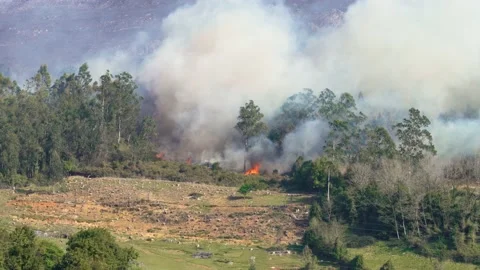Forest fire on the mountain. Wildfire and burning trees with flame Stock Footage 237508167