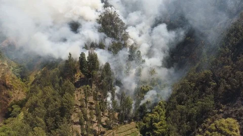 Forest fire in the mountains Stock Footage 99091623