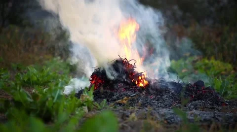 Forest fire. Nature. Ecology problem. Stock Footage 68009187