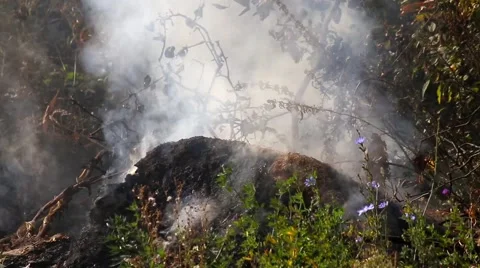 Forest fire. Nature. Ecology problem.  Stock Footage 68009261