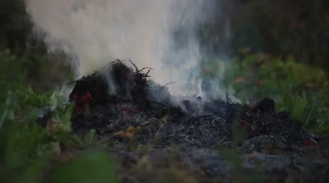 Forest fire. Nature. Ecology problem.  Stock Footage 68009438