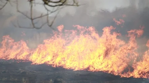 Forest fire. Nature. Ecology problem.  Stock Footage 68009645