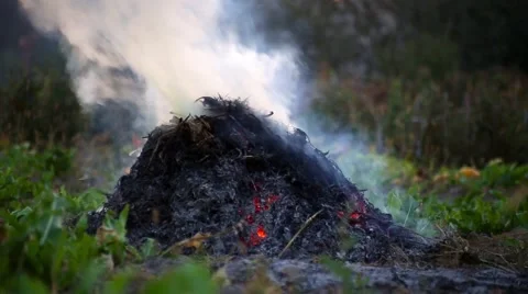 Forest fire. Nature. Ecology problem.  Stock Footage 68010824