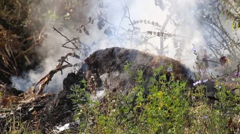 Forest fire. Nature. Ecology problem.  Stock Footage 68010866