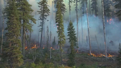 Forest Fire In Nature Video stock 108870014