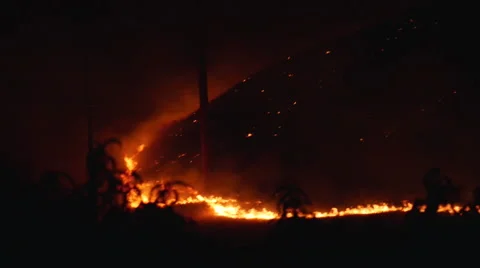 Forest Fire at Night 4k 4 Видео 53000961